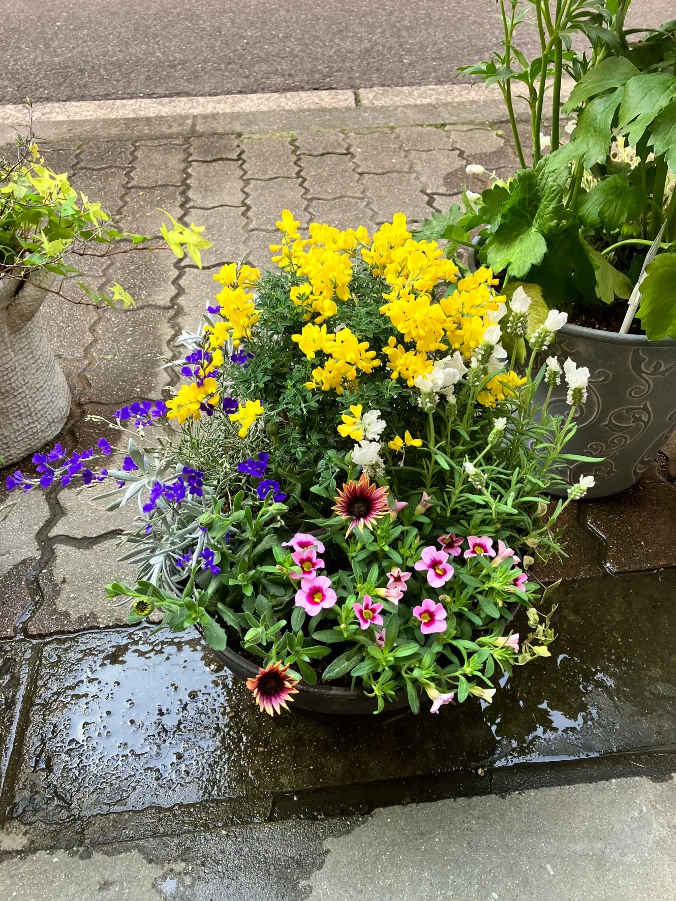 その他の実績や寄植・植替